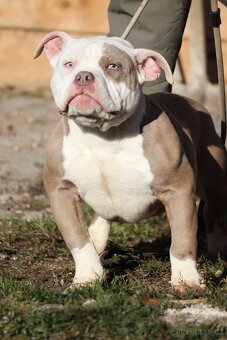American bully pocket (ABKC) - 2