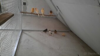 PRODÁM AG A KANÁRY - 2