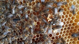 vyzimovaná včelstva/oddělky - 2