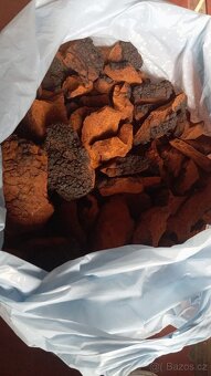 Prodej Čagy – 1 kg eticky sbírané houby z Lotyšska - 2