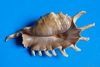 Lambis millepeda - 2