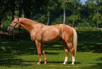 2976 Arn de Gothia-M - 2