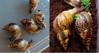 Africký šnek - Lissachatina reticulata - 2
