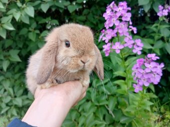 Kouzelná Miminka - Anglický Zakrslý Beránek MiniLop - 2