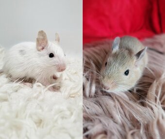 Osmák degu s PP – mláďátka - 2