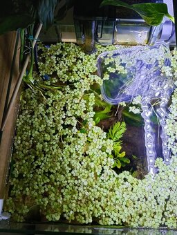 Plovoucí rostlina Salvinia minima - 2
