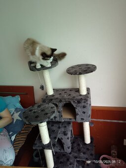 Ragdoll - 2