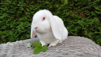 Zakrslý beránek, králíček, králík - WILLIAM - 2
