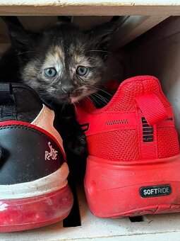 Daruji koťátka - 2