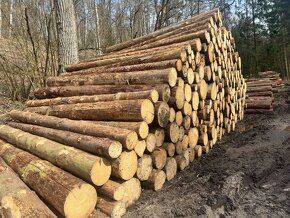 Palivové dřevo v kládách - 2