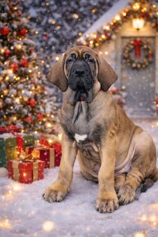 Brazilská fila s PP - 2