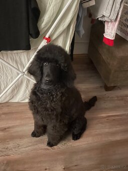 Pudl královský - 2