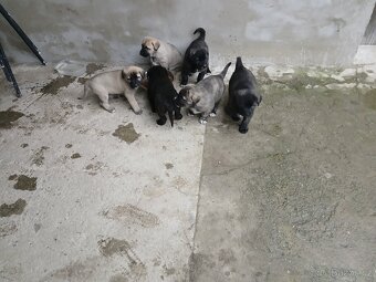 Středoasijsky pastevecky pes - 2