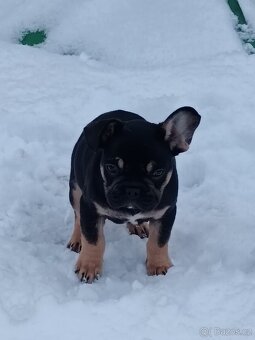 Francouzský buldocek - 2