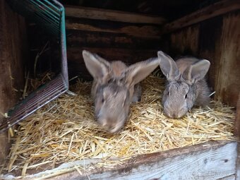 Prodám samice na chov - 2