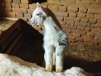 Prodám kůzle - 2