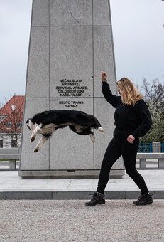 Border kolie s pp - 2