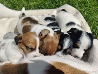 Štěňata Jack Russell terier s PP - 2