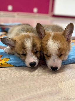WELSH CORGI PEMBROKE S PP - pejsci - 2