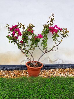 Bougainvillea, Bouga, keře - 2