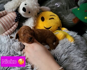 Pudl toy mini Red ❣️ - 2