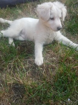 Bílý švýcarský ovčák x Labrador - 2