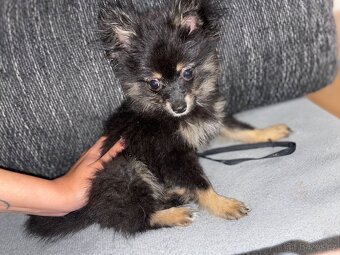 Pomeranian bez PP - 2