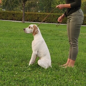 Anglický pointer - 2
