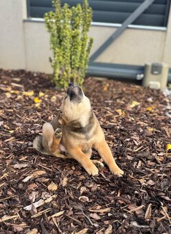 Štěňátka Shiba-inu - 2