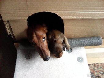 Štěňátka jezevčíka dlouhosrstého - 2