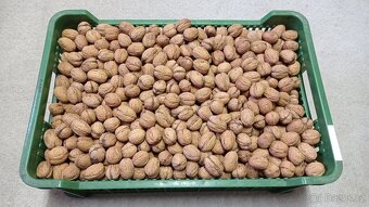 Vlašské ořechy - 2