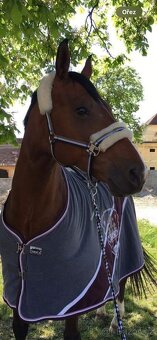 Veredus kamaše, ohlavka eskadron, bandáže equiline - 2