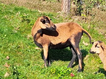 Kamerunská ovce - 2