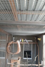 Prodám Alexandry malé - 2