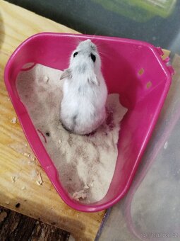 Křeček džungarský - 2