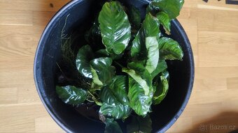 Anubias - 2