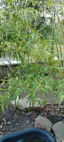 Mrazuvzdorné bambusy phyllostachys vivax huanwenzhu Vsetín - 2