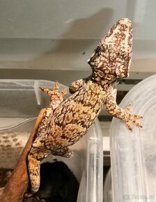 Rhacodactylus Auriculatus - Pagekon hrbolkohlavy - 2