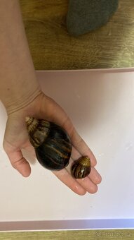 Africký šnek 🐌 - 2