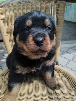 Štěňata Rotwailer - 2