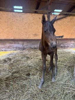3v1 - březí klisna po grullo roan + silver chamagne hřebeček - 2