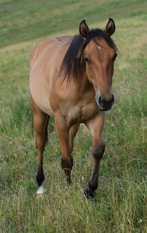 Atraktivní roční DUN kobylka American Quarter Horse - 2