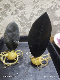 Zamioculcas Black raven 3+1 zdarma - 2