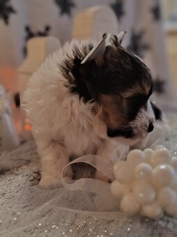 Jorkšírský teriér s PP biewer - 2