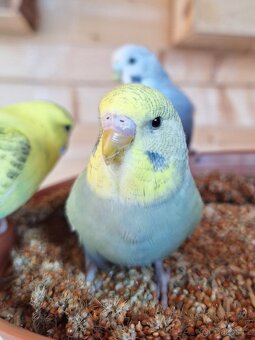 Mladá andulka samička - 2