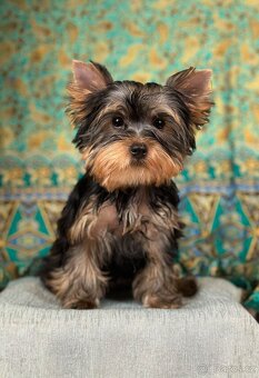 Jorkšírský teriér s PP - 2