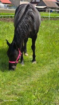 6 ročná kobylka - 2