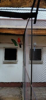 Prodám chovný pár papoušek královský - 2