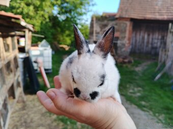 Zakrslý REX DSč - 2