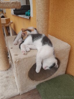 Daruji Kotátka černobílé a tříbarevné mají 2 měsíce - 2